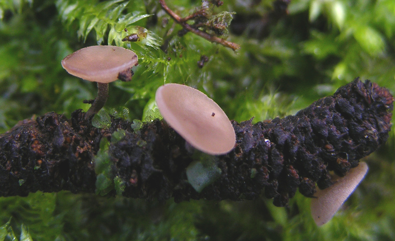 Rutstroemia sp.